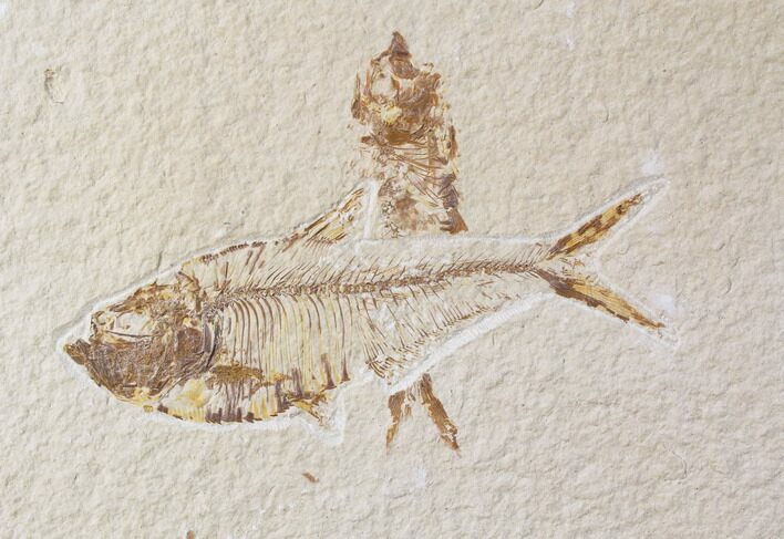 Bargain Diplomystus & Knightia Fossil Fish Plate - Wyoming #89184